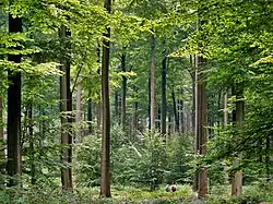 Image 14Even, dense old-growth stand of beech trees (Fagus sylvatica) prepared to be regenerated by their saplings in the understory, in the Brussels part of the Sonian Forest. (from Forest)