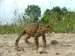 A common toad adopts a defensive stance