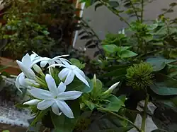 Jasmine flowers