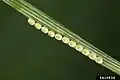 Eggs of pine looper moth (Bupalus piniaria family Geometridae)