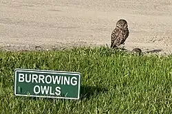 Burrowing owls at a golf course in Plantation, FL