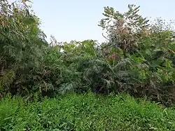 Bush of Calamus tenuis