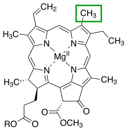The chlorin section of the chlorophyll a molecule. The green box shows a group that varies between chlorophyll types.