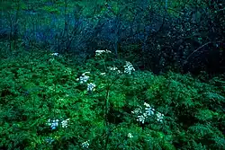 Specimen in Chino, California