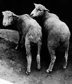 two cobalt-deficient sheep facing away from camera
