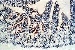 Newcastle disease virus (stained in brown) in the conjunctiva of a chicken