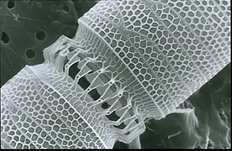 Linked diatoms