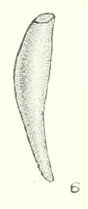 illustration of "Siphonodentalium colubridens", 15 × 2.5 mm.