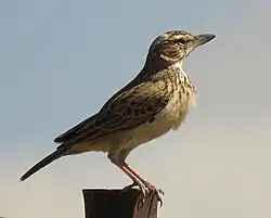 C. s. bradfieldi near Ritchie, N. Cape (large-billed)