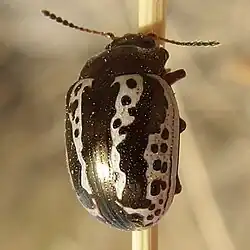 Calligrapha arizonica, Arizona