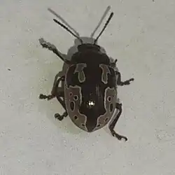Calligrapha bigenera, Costa Rica