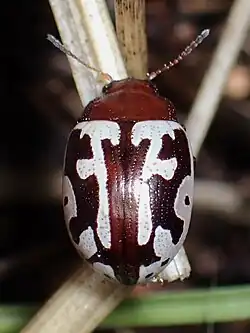 Calligrapha opifera, México