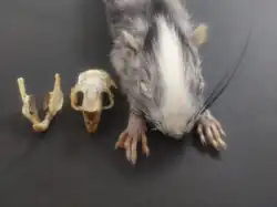 Gray and white spiny rat