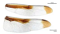Female wings