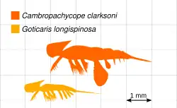 Size diagram, compared to Goticaris