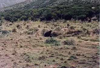 New Zealand sea lions disporting themselves among the tussock grass