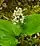 Maianthemum canadense, Canada mayflower, Ellison bluff