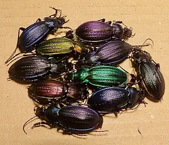 Showing colour variation. In France.