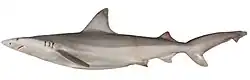 Creek whaler (Carcharhinus fitzroyensis)