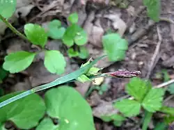 Detail of flowers and fruit