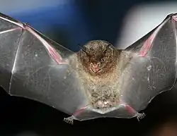 Brown bat