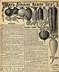 Page from Catalogue of Seeds, Plants, Bulbs and Fruits, 1894