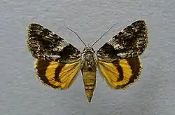 Catocala diversa