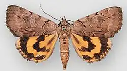 Catocala manitoba Manitoba underwing