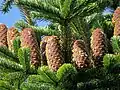 Caucasian Fir Abies nordmanniana young cones with reddish scales and yellow-green bracts