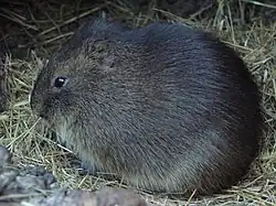 Dark brown guinea pig