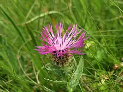 Centaurea nervosa