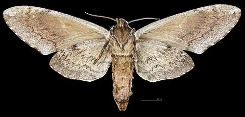 Ceratomia amyntor ♀ △