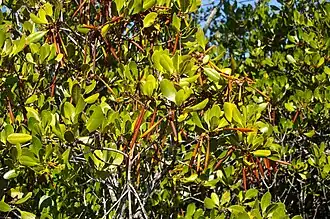 Viviparous seedlings