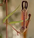 Ceropegia linearis