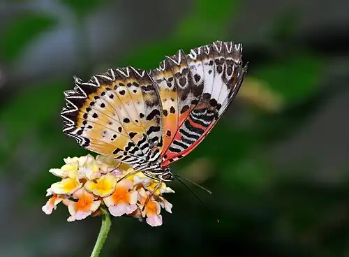 Leopard Lacewing on Lantana camara in the Wilhelma, Stuttgart, Germany