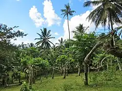 Ylang ylang trees near Vahibé