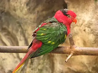 Josephine's lorikeet