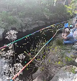 A bunch of rubber ducks floating downstream in a creek flanked by bumpers.