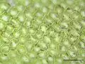Chiloscyphus pallescens, a leafy liverwort