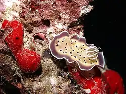 Goniobranchus tritos
