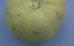 Symptoms of "Clavibacter michiganensis" on tomato