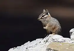 Brown chipmunk