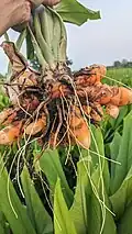Close-up of freshly harvested Vasmat turmeric fingers