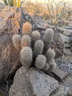 Plants growing in La Paz, Baja California Sur