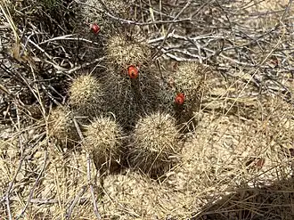 Habitat near San José del Cabo, Baja California Sur, Mexico