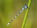 Coenagrion mercuriale