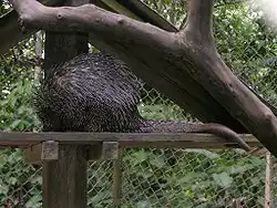 Black and white porcupine