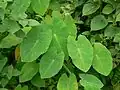 Colocasia esculenta