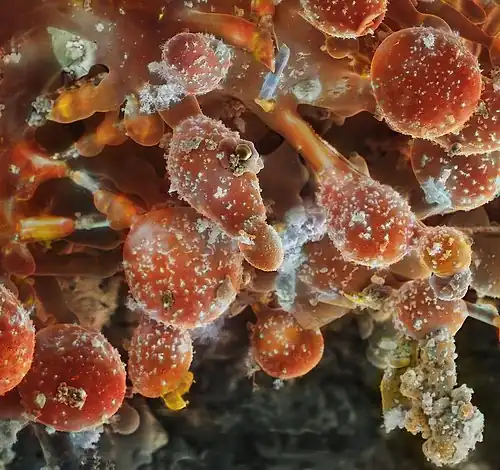 Fumarole minerals in natural colours, Mutnovsky, Kamchatka
