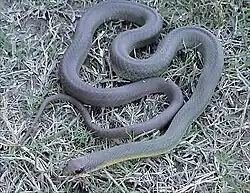 Adult eastern yellow-bellied racer, C. c. flaviventris